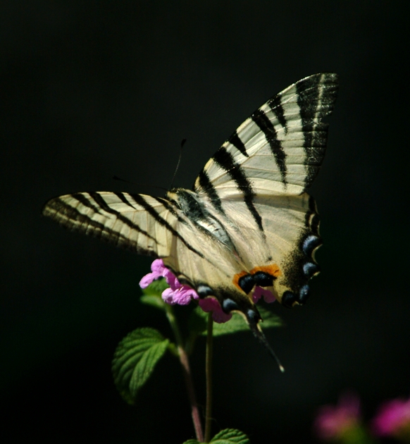 Iphiclides podalirius